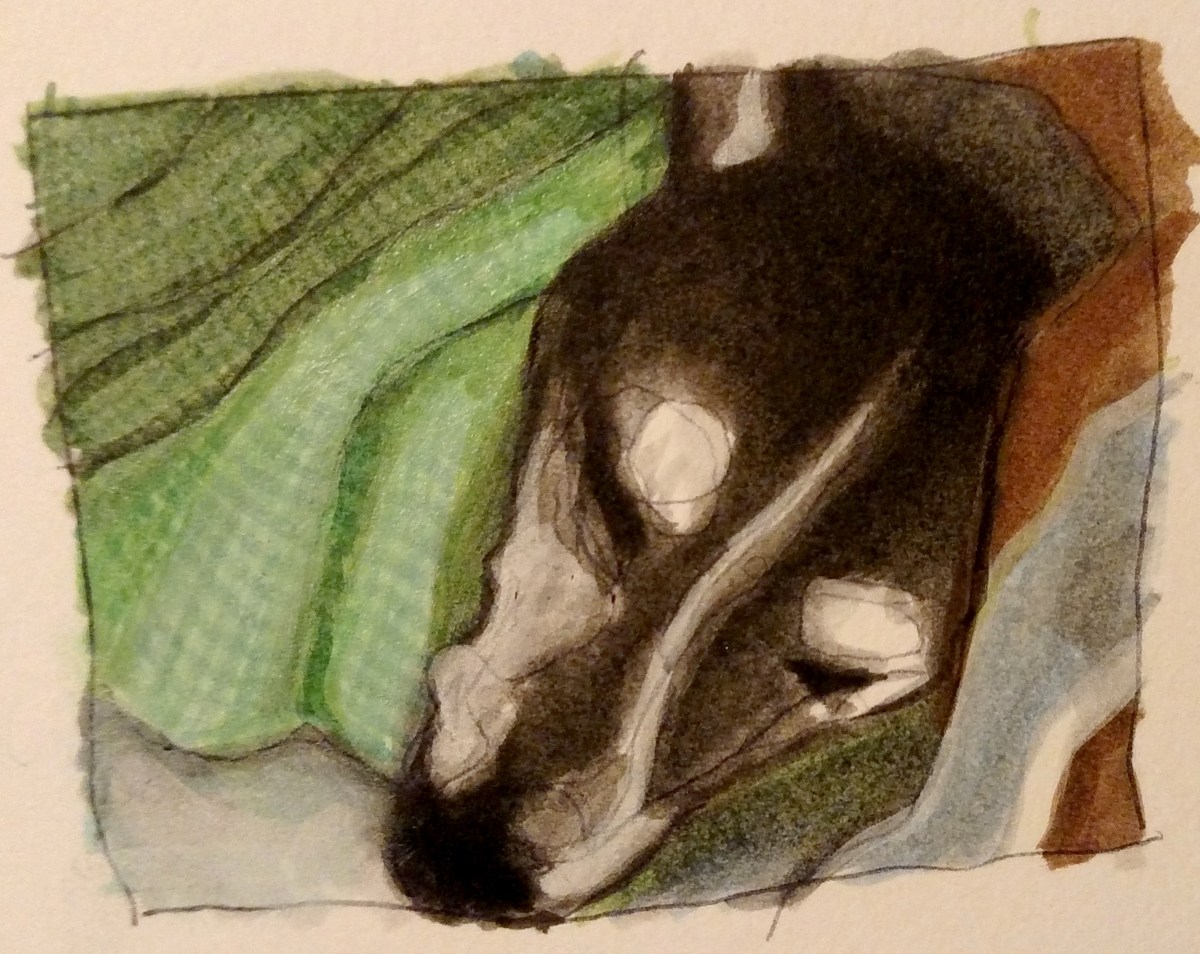 illustration of a mixed breed rescue dog under a green blanket